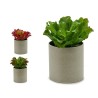 Planta Decorativa 20 x 25 x 20 cm (6 Unidades)