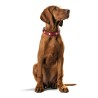 Collar para Perro Hunter Swiss Rojo/Negro (35-39.5 cm)