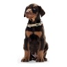 Collar para Perro Hunter Alu-Strong Negro Talla M (40-55 cm)