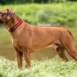 Collar para Perro Hunter Neopren Vario Rojo (28-30 cm)