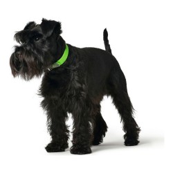 Collar para Perro Hunter Convenience Verde Talla M/L (42-50 cm)