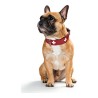 Collar para Perro Hunter Swiss Rojo/Negro (24-28.5 cm)