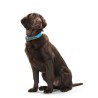 Collar para Perro Hunter Convenience 47-55 cm L Turquesa