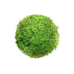 Planta Decorativa  Bola Musgo 20 x 20 x 20 cm