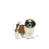 Pienso Royal Canin Shih Tzu Puppy Cachorro/Junior Vegetal 500 g